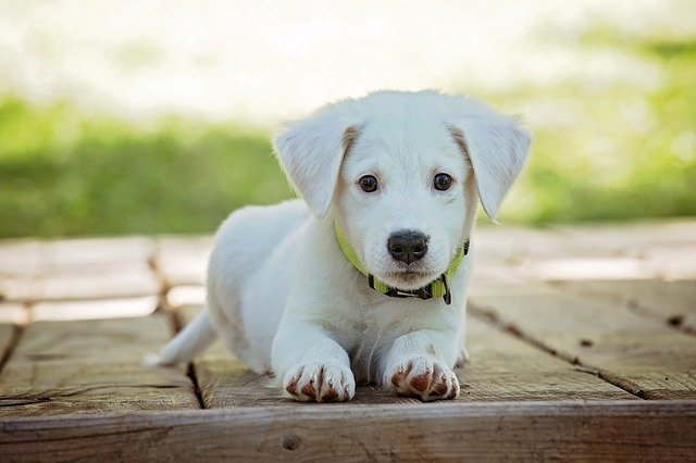Cachorro blanco. Fuente: Pixabay