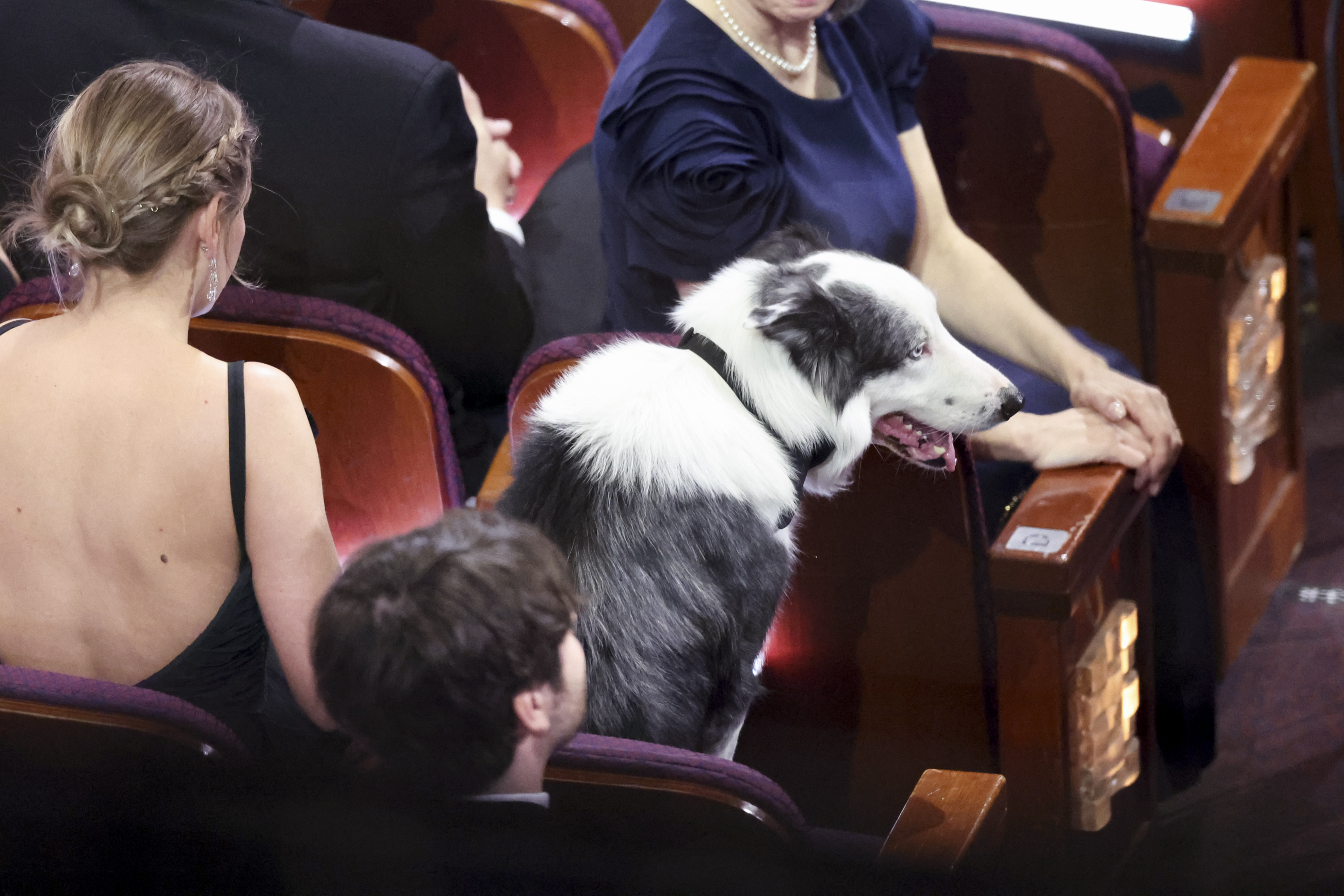 Messi the dog at the 96th Annual Academy Awards on March 10, 2024 in Los Angeles, California | Source: Getty Images