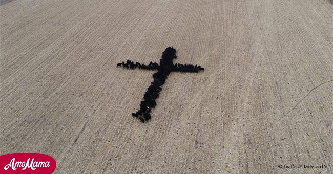 North Dakota farmer creates messages in his field using neighbor's cows