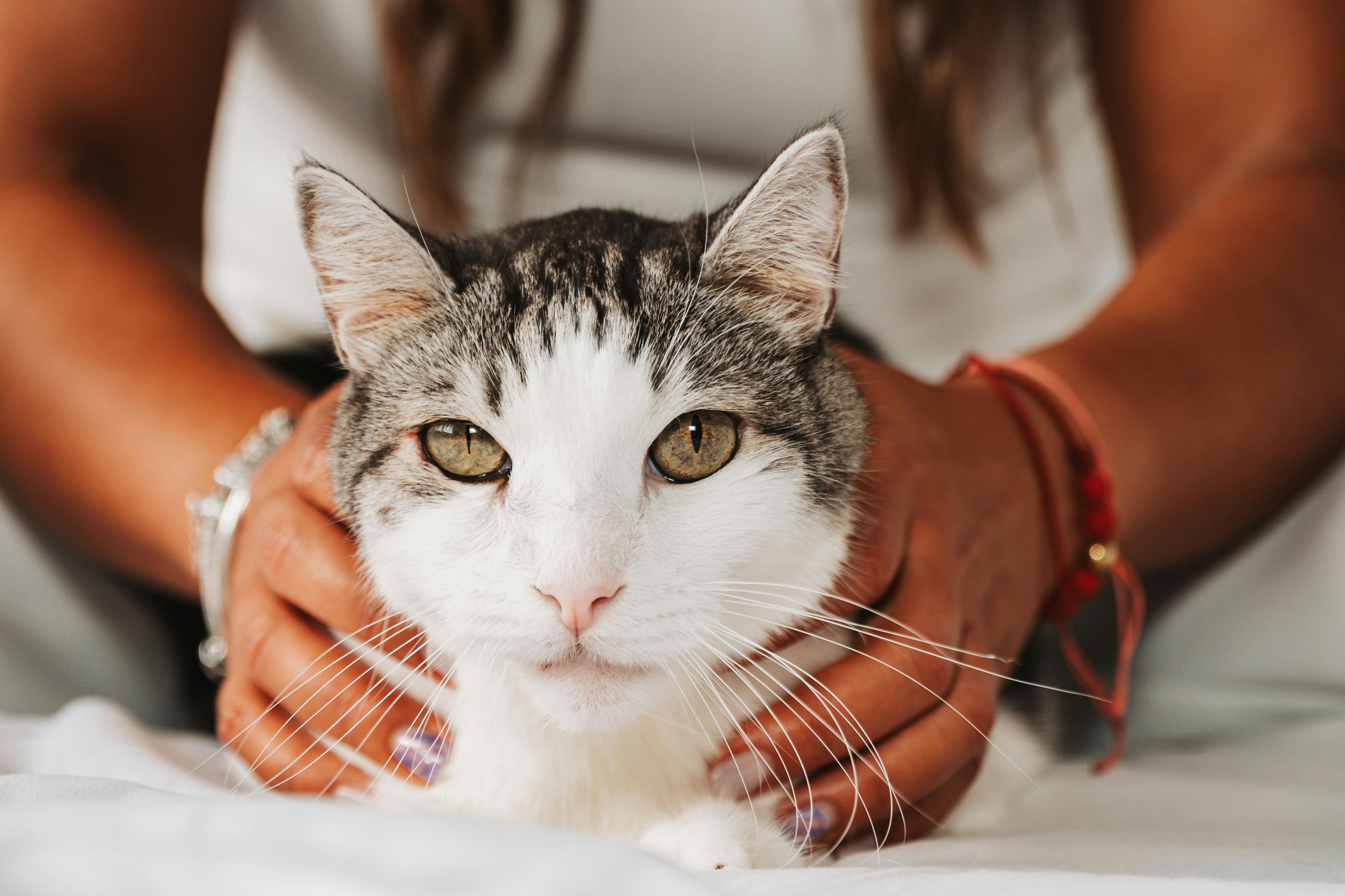 A woman holding her cat | Source: Pexels