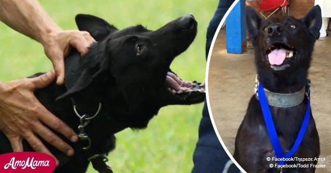 Police dog saved officer's life after being ambushed by suspected gang members