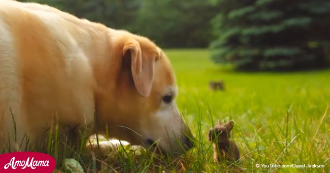 Precious moment giant Labrador and tiny baby bunny become friends