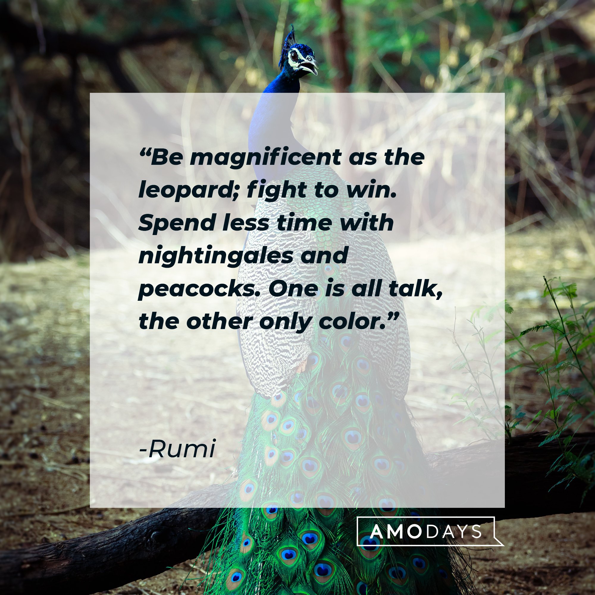  Rumi’s quote: "Be magnificent as the leopard; fight to win. Spend less time with nightingales and peacocks. One is all talk, the other only color." | Image: AmoDays