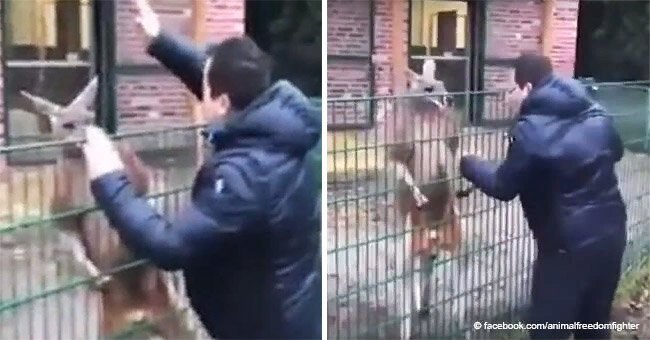 Disturbing footage of 'brave' man mocking kangaroo caged in a zoo