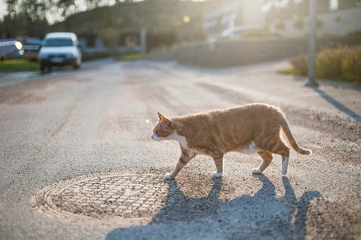 Photo of a cat walking on the road | Photo: Getty Images