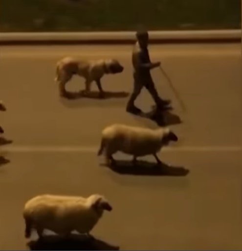 Pastor guía ovejas en las calles vacías de Samsum en la costa norte de Turquía. | Foto: YouTube/Guardian News 