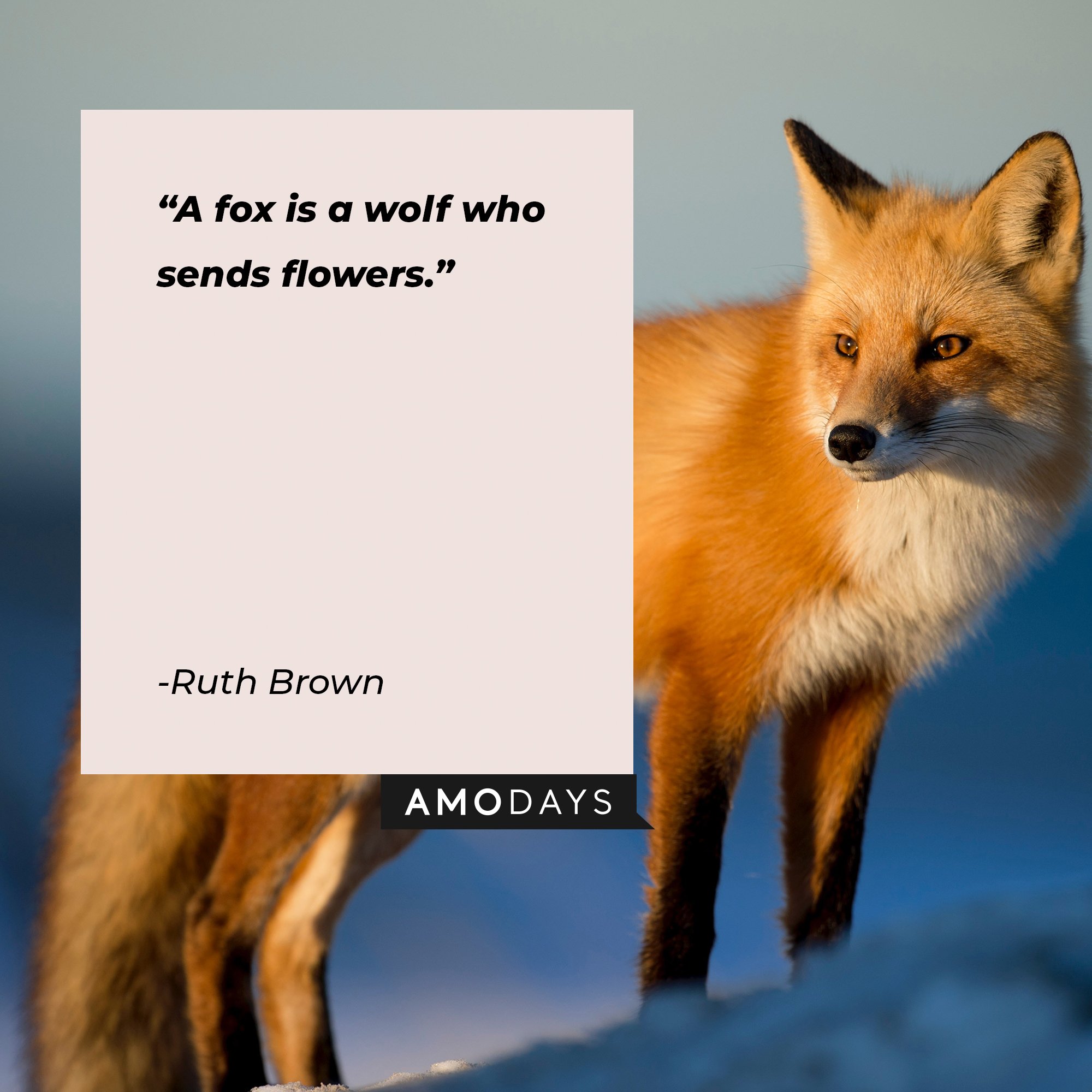 Ruth Brown’s quote: "A fox is a wolf who sends flowers."  |  Image: AmoDays