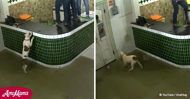 Workers left terrified after friendly pit bull wanders into store