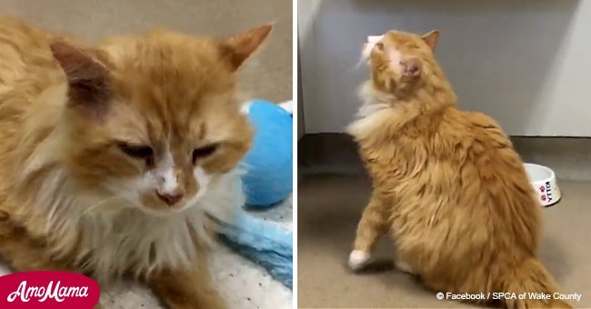 Abandoned cat walked over 12 miles back to his owners who rejected him again