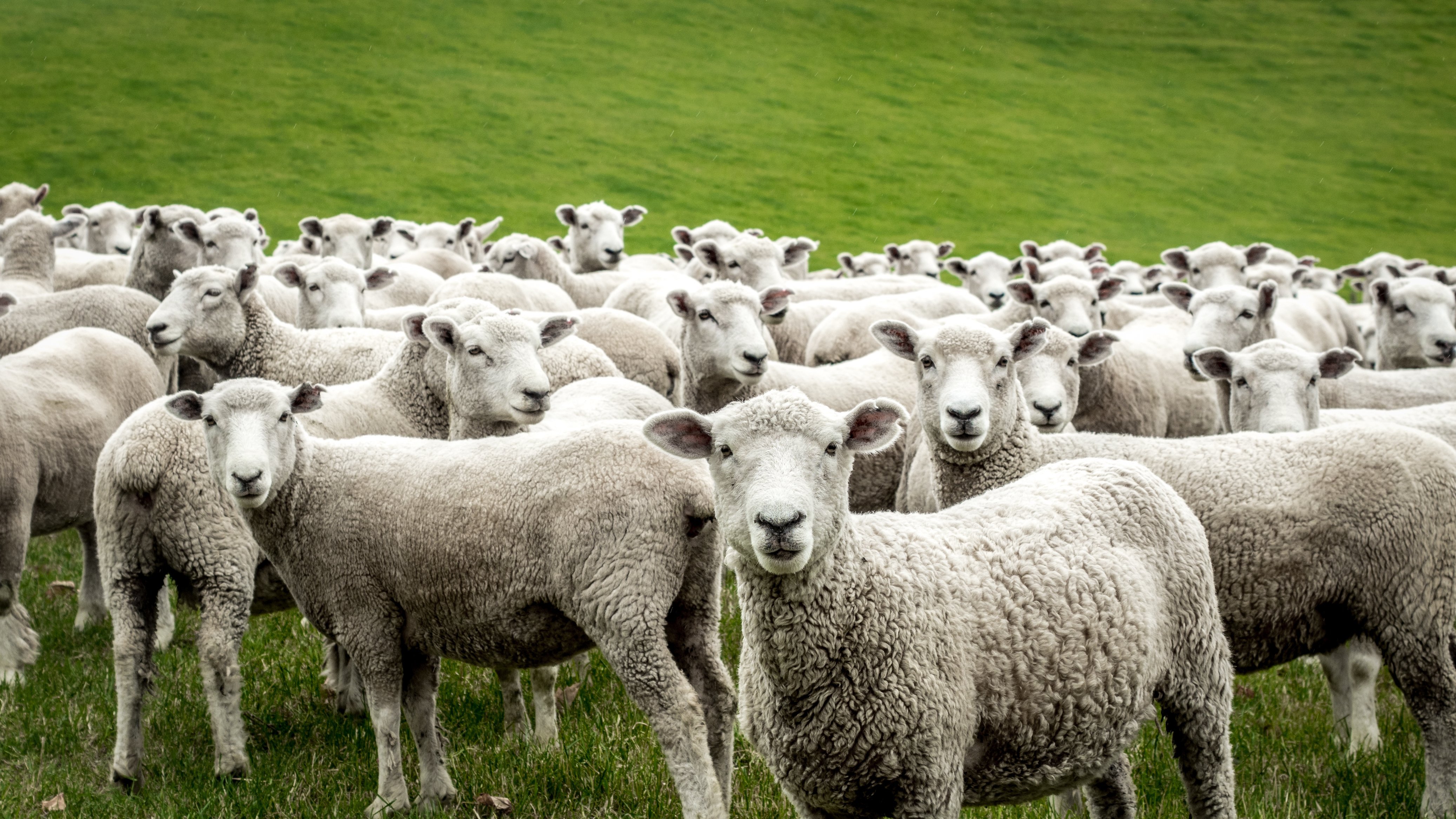 Ovejas en el pasto. Fuente: Shutterstock
