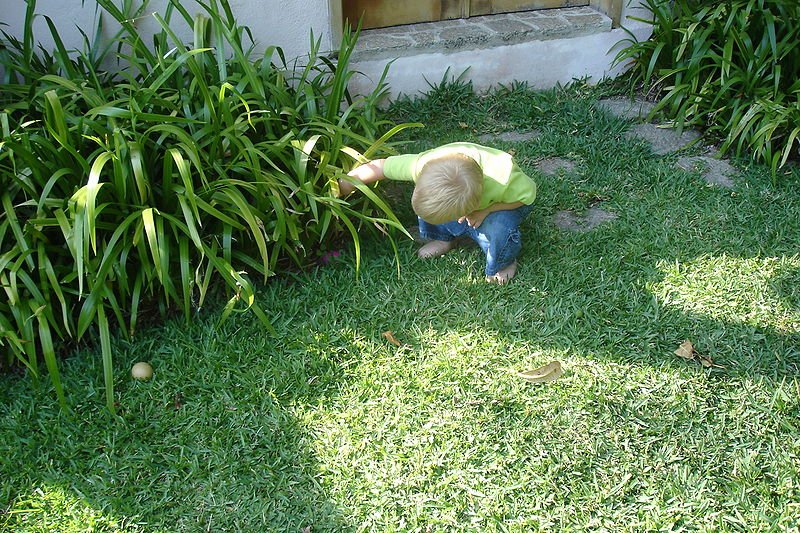 Niño buscando huevos de Pascua escondidos. | Imagen: Wikimedia Commons
