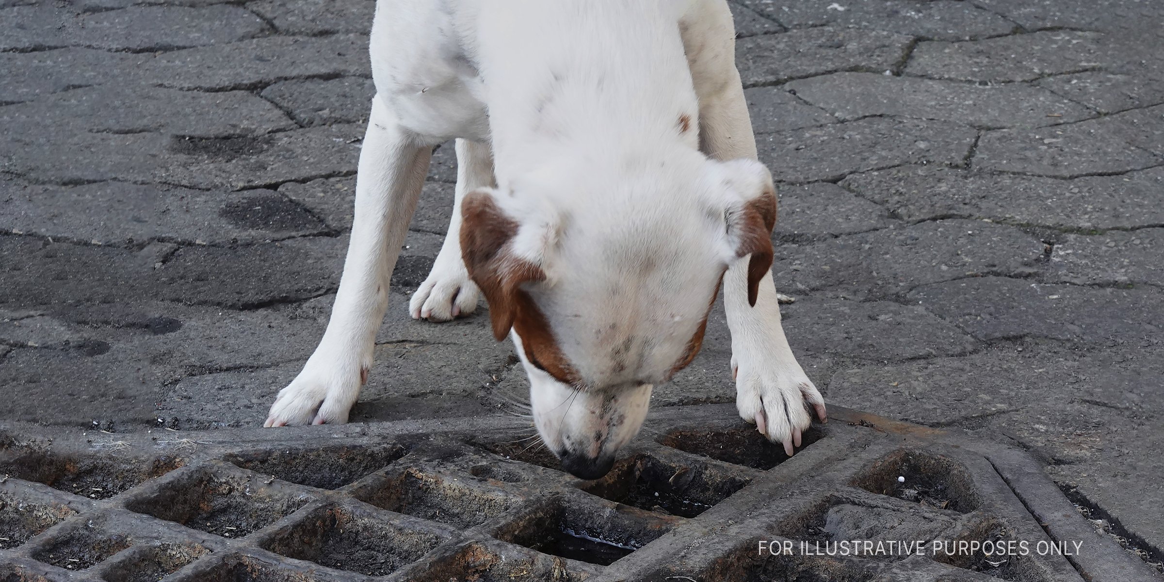 Dog looking through a sewer. | Source: Getty Images