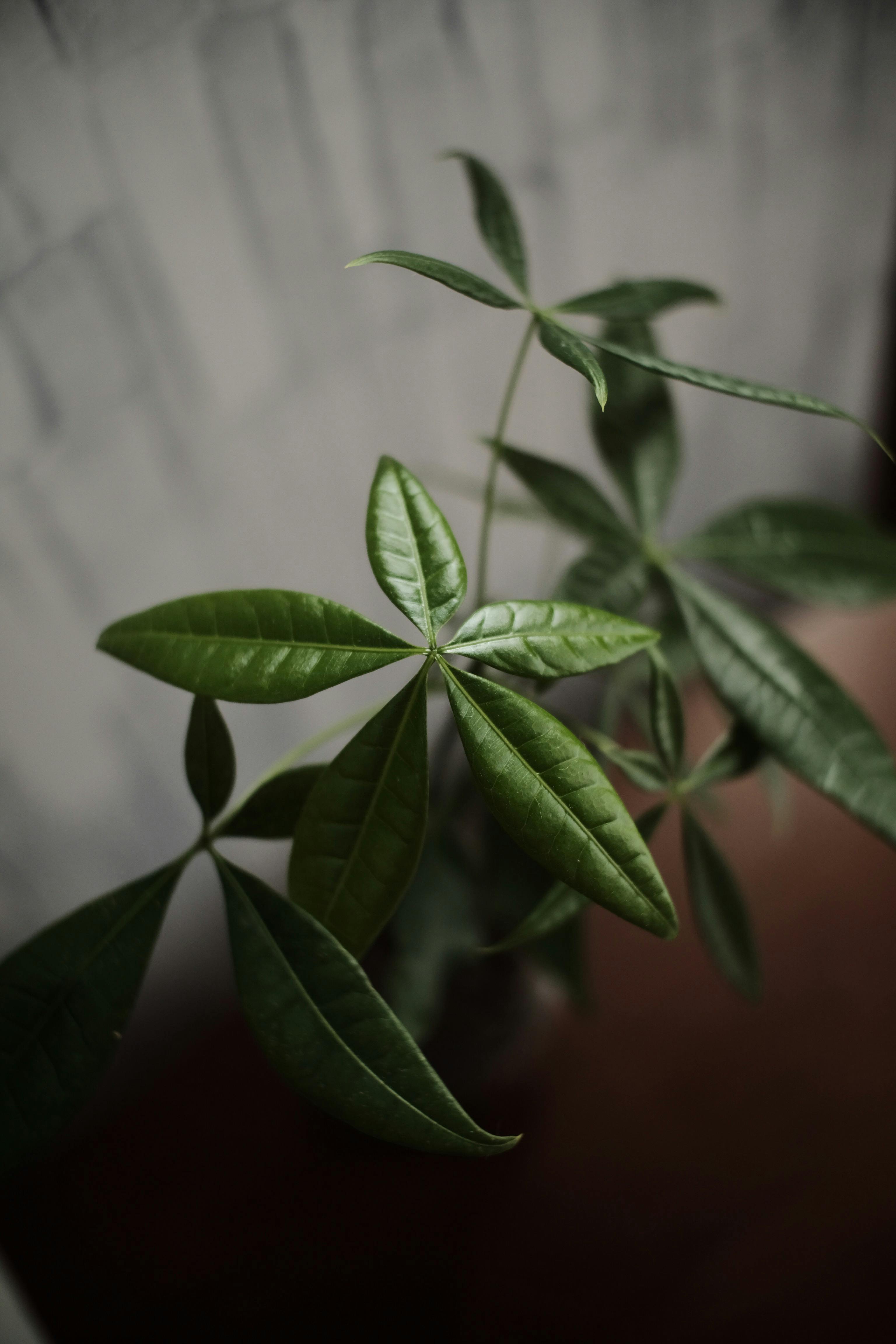 A money tree | Source: Pexels