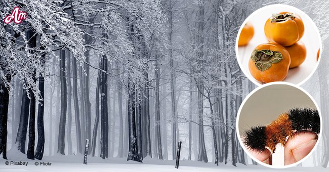 6 natural signs that we could be in for a harsh winter