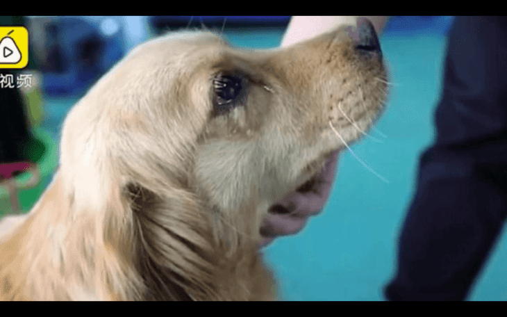 Ein Hund weint emotional, als er bemerkt, dass er nicht umgebracht und