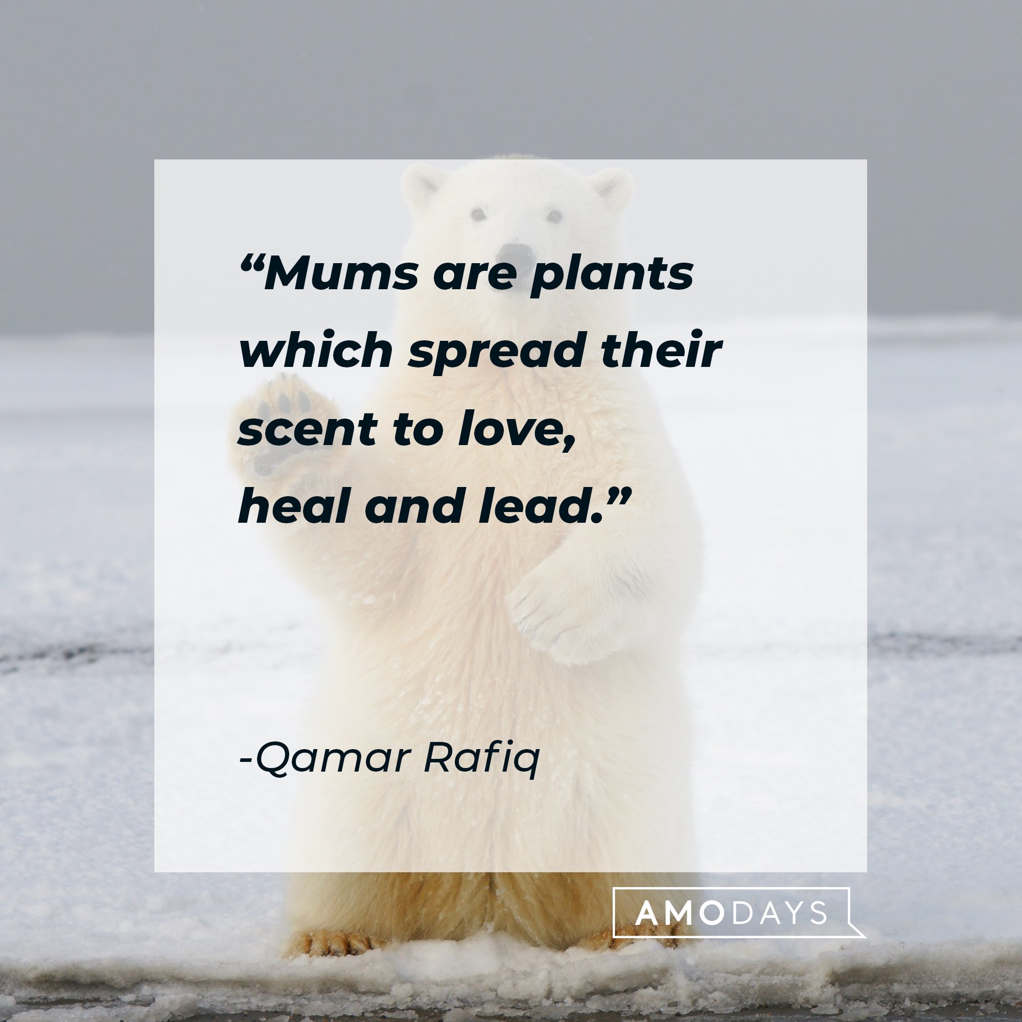 Qamar Rafiq's quote: "Mums are plants which spread their scent to love, heal and lead." | Image: AmoDays