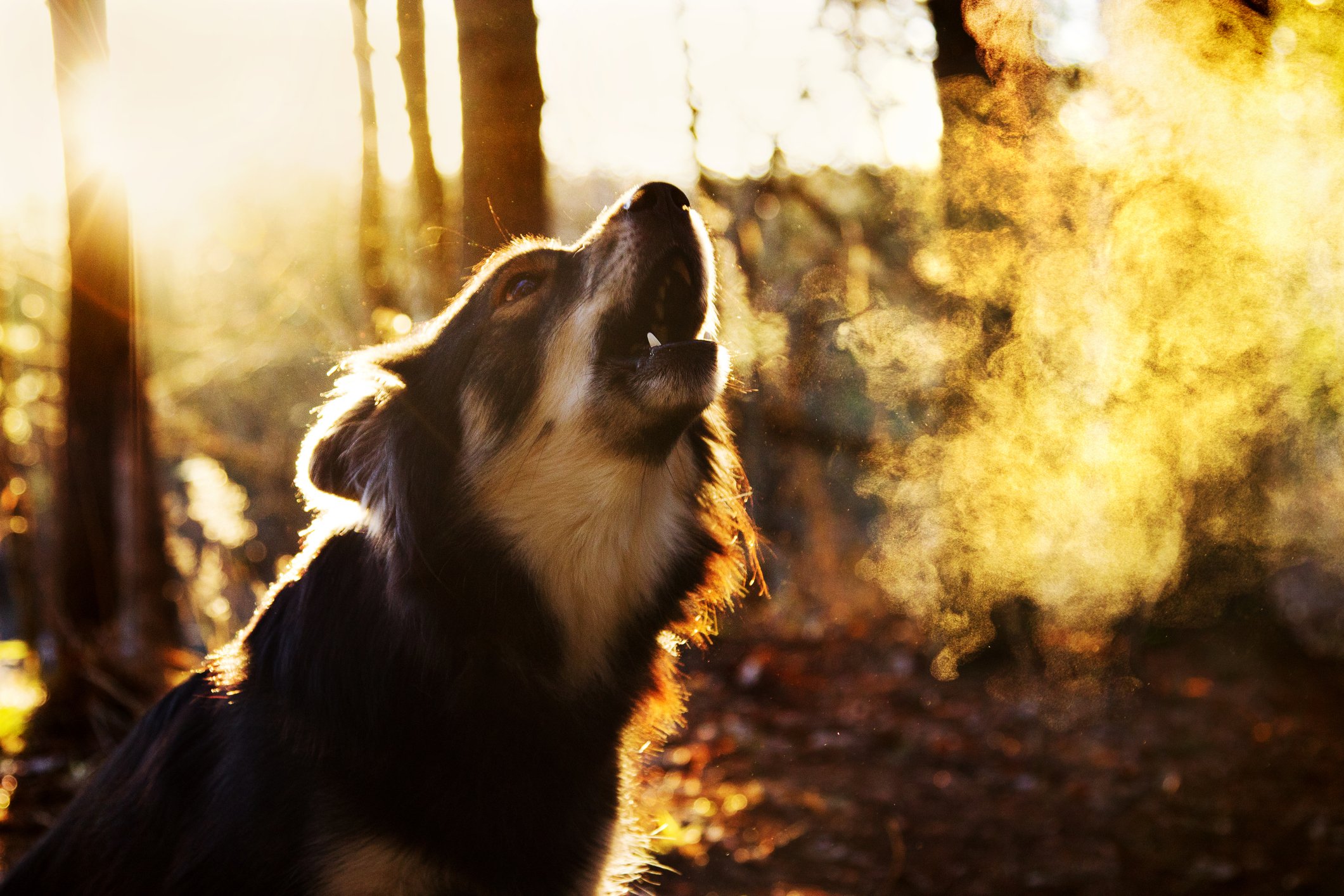 Porträt eines bellenden Hundes | Quelle: Getty Images