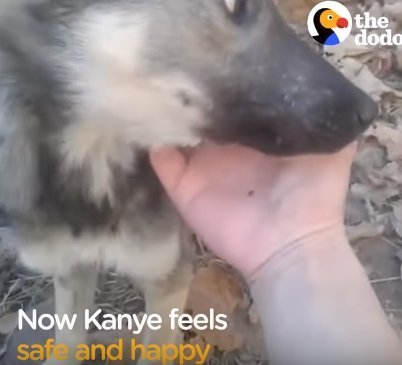 Source: YouTube/The Dodo