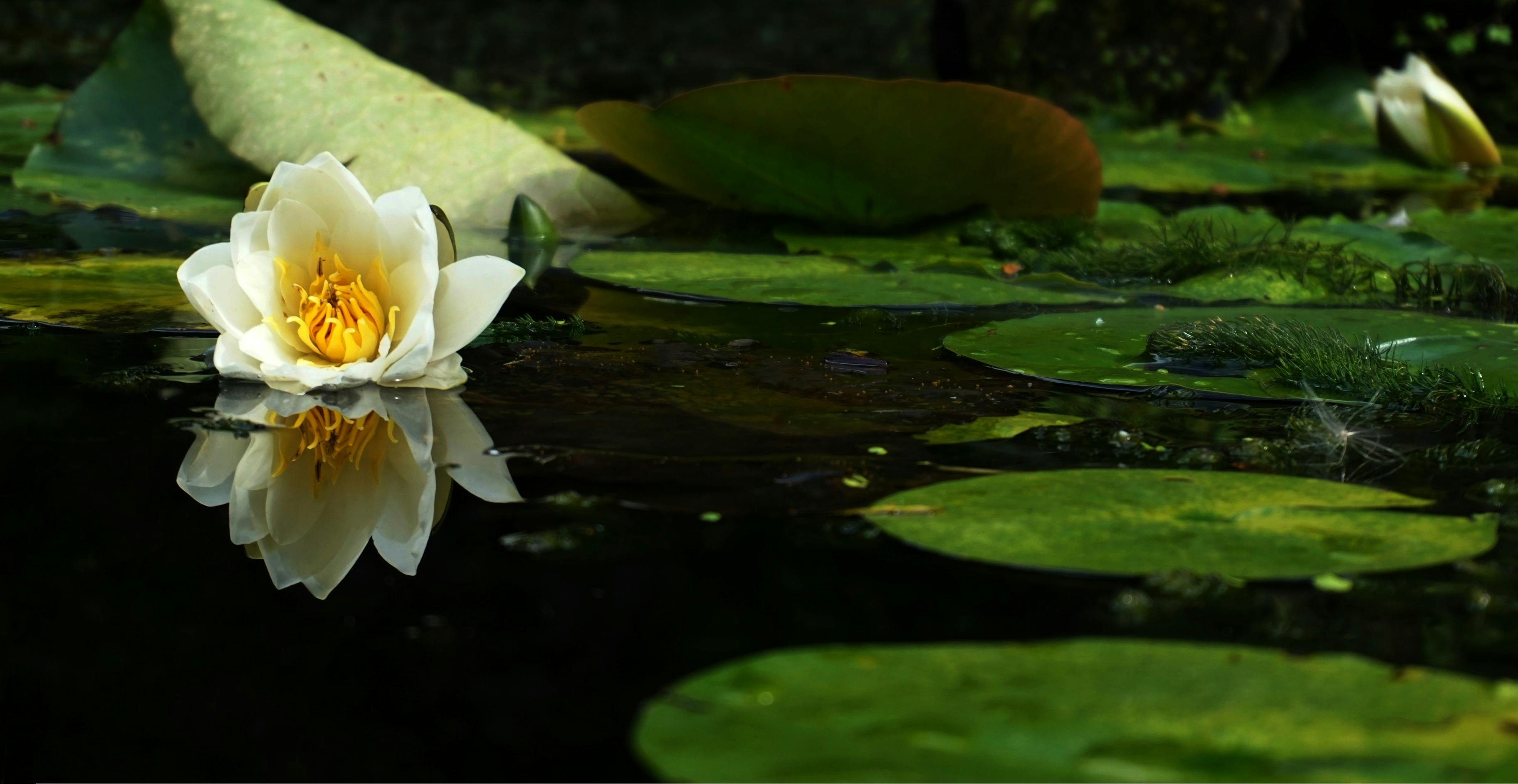 Flor em um lago | Fonte: Pexels