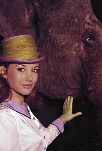 Pascale AUDRET, actrice française, en tenue de cavalière, un chapeau décoré d'un large foulard jaune, veste blanche, pose près d'un éléphant. | Photo : Getty Images