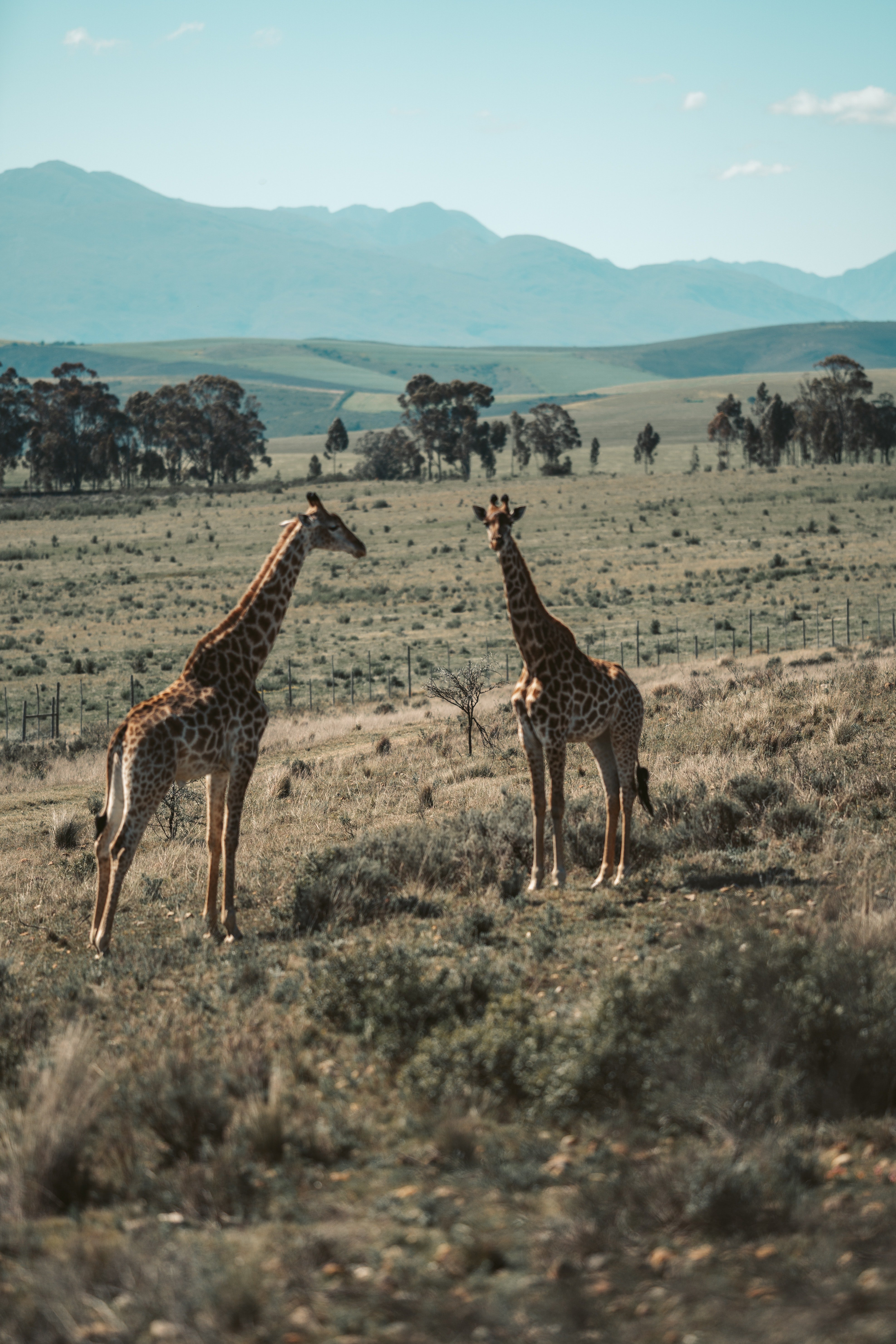 Two giraffes in the wild. | Photo: Pexels