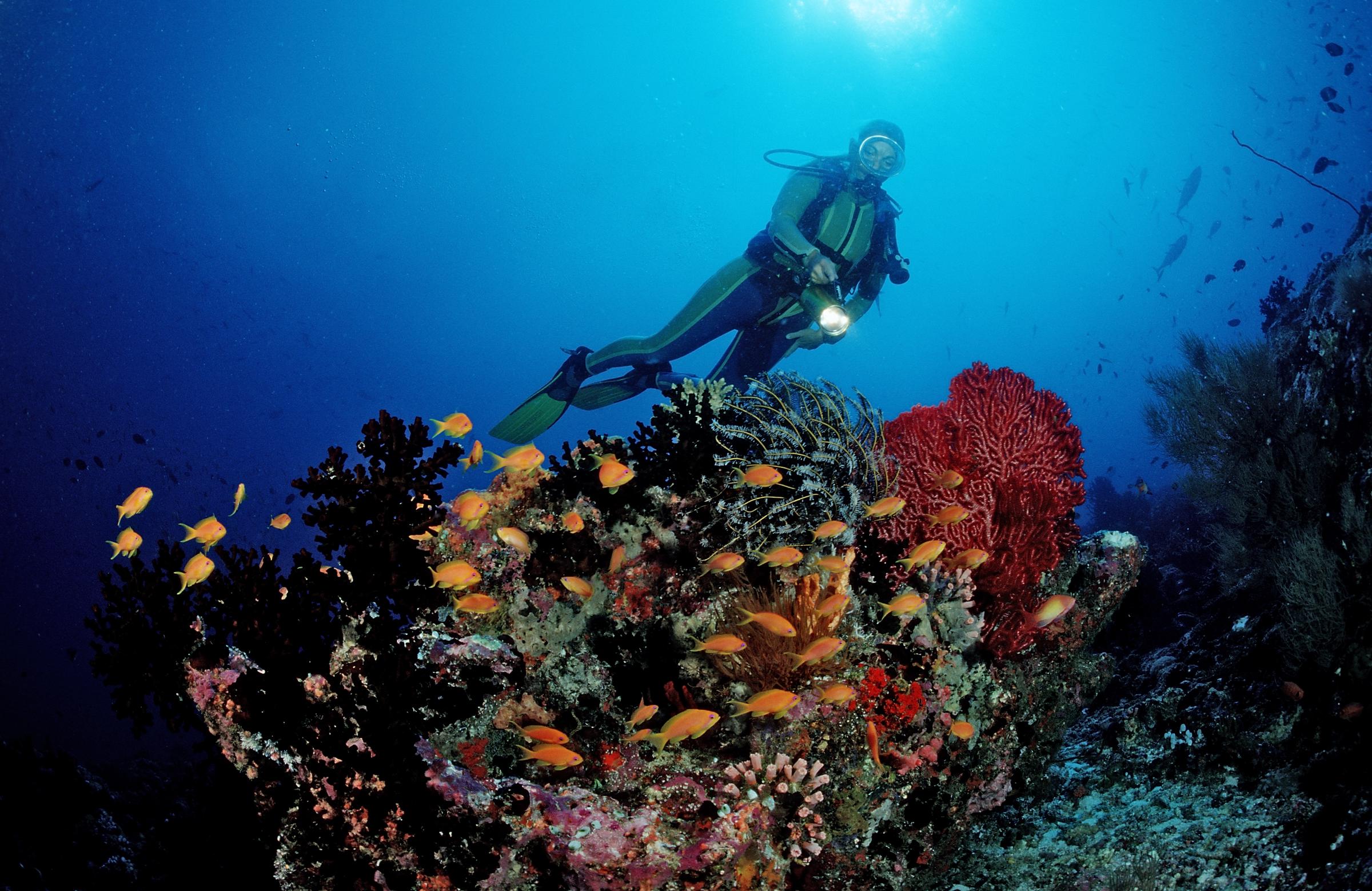 For illustration purposes: Diver at Coral Reef, Maldives, Indian Ocean, Meemu Atoll | Source: Getty Images