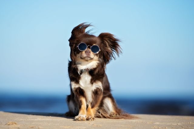 Hund Chihuahua Sonnenbrille | Quelle: Shutterstock