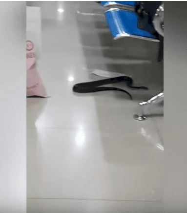 Source : YouTube/Viral Press