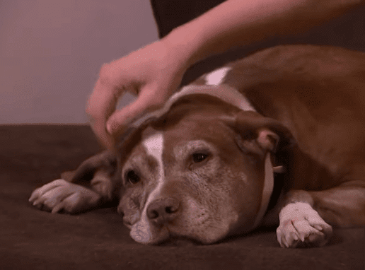 Perrita Sadie. |Imagen: YouTube.com /Eyewitness News ABC7NY Perrita Sadie. |Imagen: YouTube.com /Eyewitness News ABC7NY