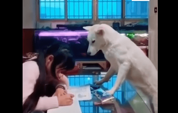 Perro vigilando. | Imagen: Facebook / South China Morning Post