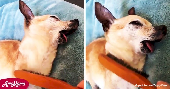 Small dog is hypnotized by its owner with the use of a simple hairbrush