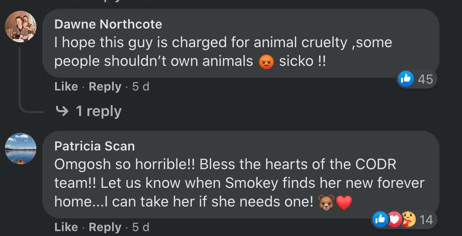Commenters share their opinions about a dog that was abandoned by its owner during a devastating wildfire | Photo: Facebook/CentralOkanaganSAR 