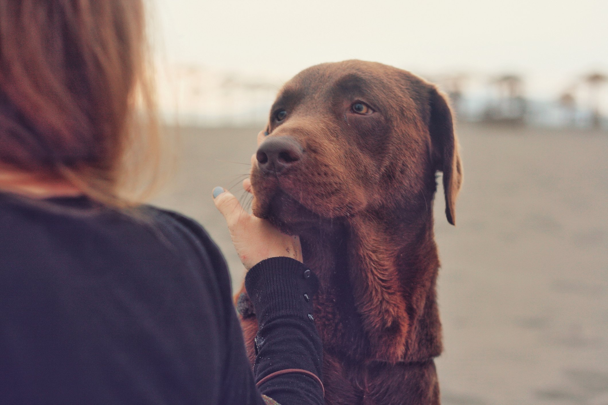 Mädchen, das braunen Labrador am Sandstrand streichelt | Quelle: Getty Images