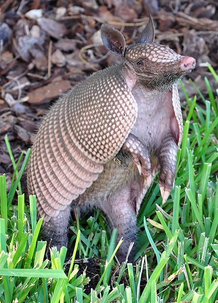 An Armadillo standing up in the grass in Palm Coast, Florida | Photo: Wikimedia Commons