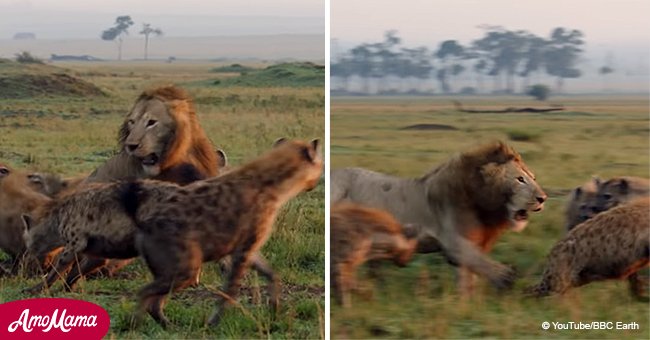 Lion is surrounded by hyenas and has no way out, until a family member arrives to help