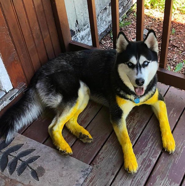 Chien / Source : reddit / zuckerbot5356 Chien / Source : reddit / zuckerbot5356