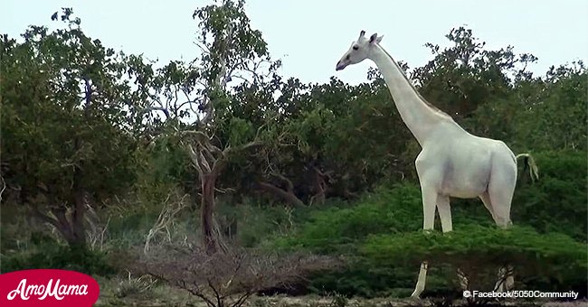 Video footage shows two rare white Kenyan giraffes