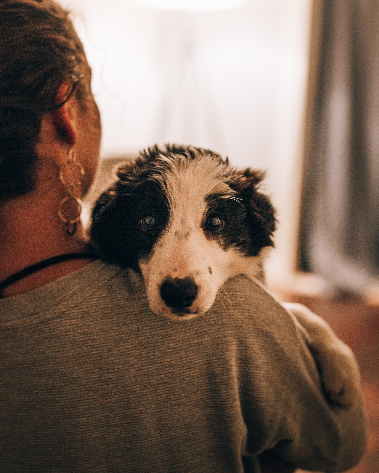 Photo of a woman carrying a dog | Photo: Pexels