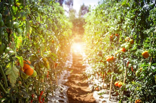 Tomato farm/ Source: Pexels