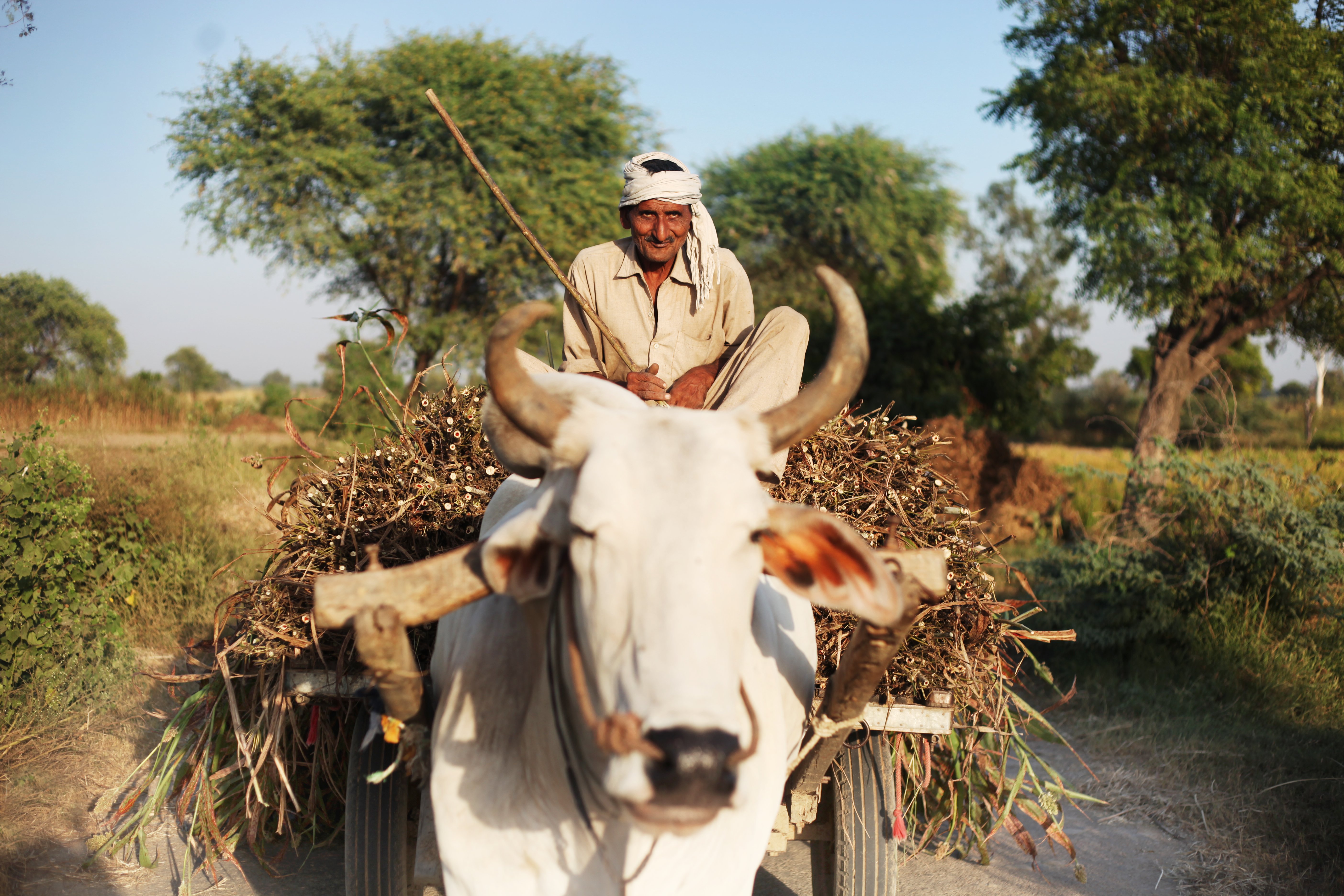Indian farmer riding loaded ox cart on road in rural India | Photo : Getty Images