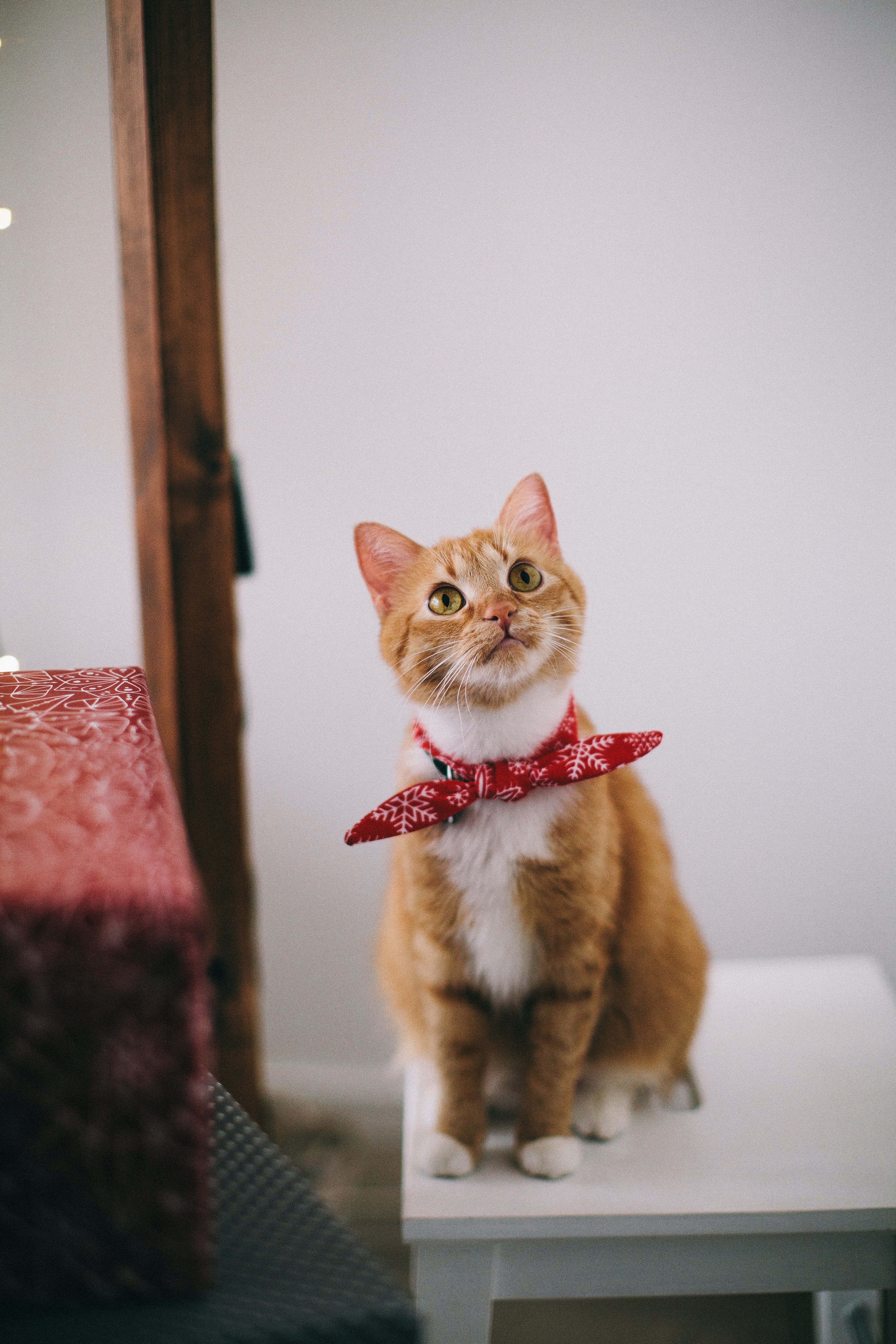 Ein rothaariges Kätzchen sitzt und schaut nach oben. | Quelle: Pexels/ Lina