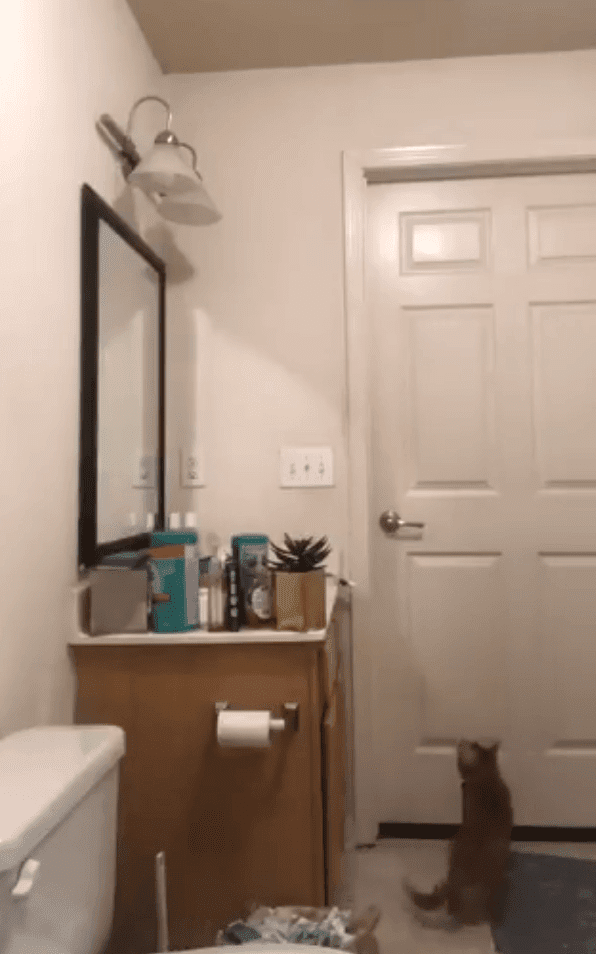 Gato intentando salir del baño. Fuente: Twitter/steeleio_ Gato intentando salir del baño. Fuente: Twitter/steeleio_