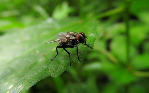 Une image montrant une mouche. | Photo : Unsplash