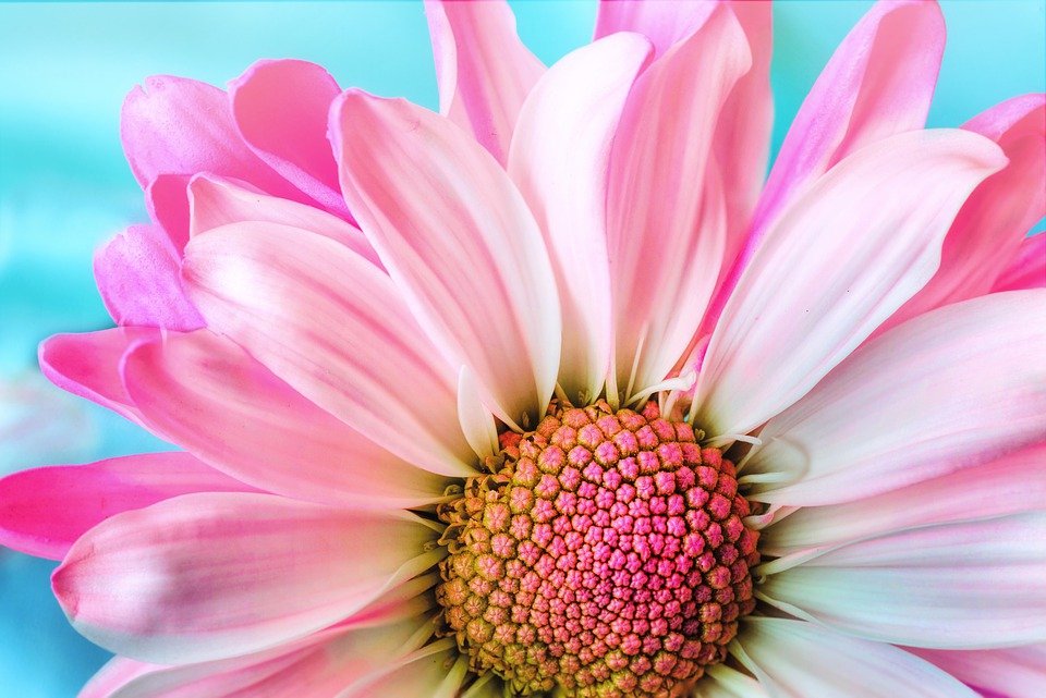 Una flor. | Imagen: Pixabay