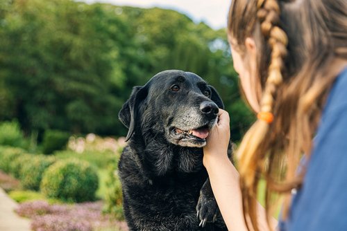 Frau streichelt älteren schwarzen Hund | Quelle: Shutterstock