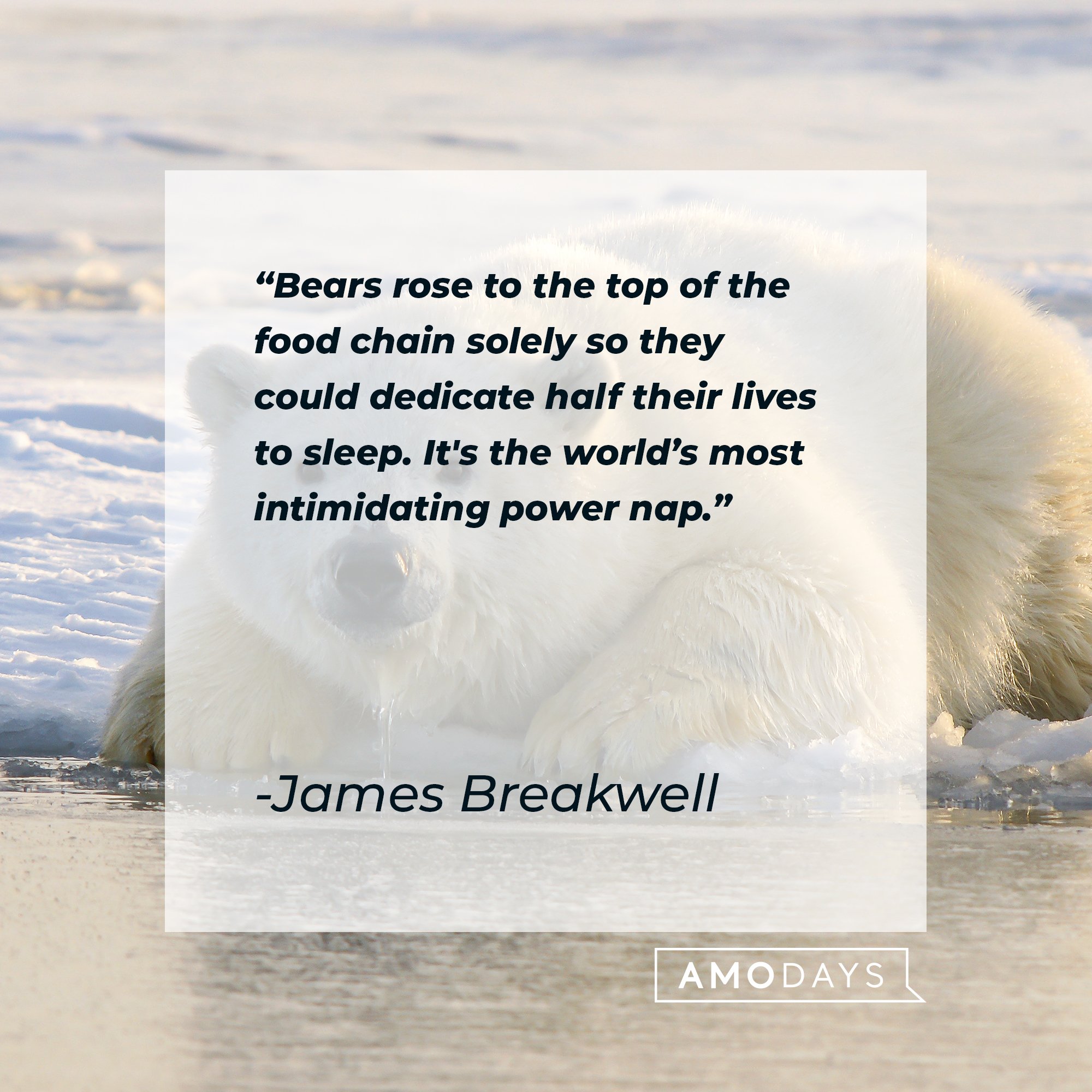 James Breakwell’s quote: "Bears rose to the top of the food chain solely so they could dedicate half their lives to sleep. It's the world's most intimidating power nap." | Image: AmoDays
