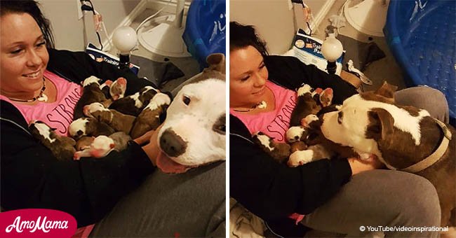 Dog gives birth to 11 puppies, gently places them in foster mom's hands (video)