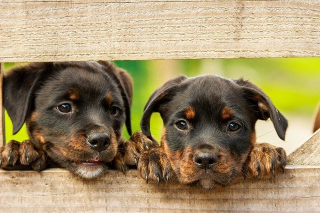 Two puppies look through a fence | Photo: Pixabay