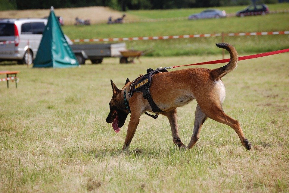 Perro policía │Imagen tomada de: Pixabay Perro policía │Imagen tomada de: Pixabay