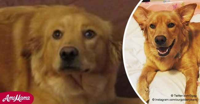 Mama dog Rosie looks shocked after giving birth to four baby 'cows'